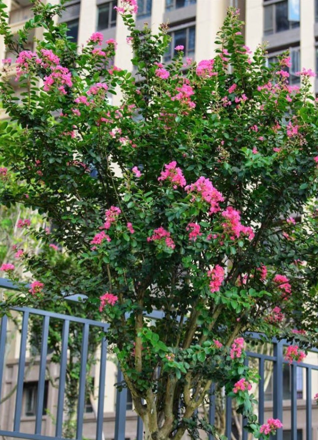 路边的紫薇花,种盆里变老桩盆景,价值太珍贵!