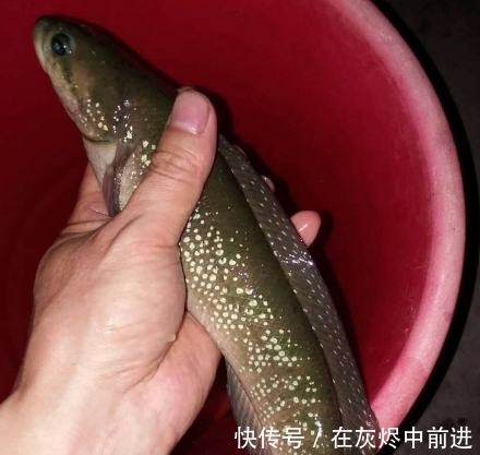 笋壳鱼|农村逐渐消失的5种小鱼,儿时用蚯蚓能钓到,现在却罕见了