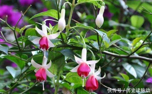 植株|养花就养此4种,每天都有花开,植株低矮,栽培容易