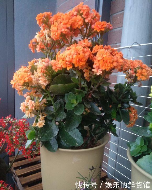 关键|3种“养不死”的花，适合新手，不只是好养，关键很漂亮