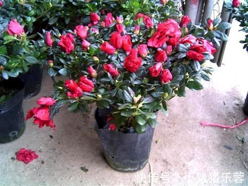 杜鹃花|1种花太“娇气”,虽然5元一盆,买回家难养活也是白扔钱