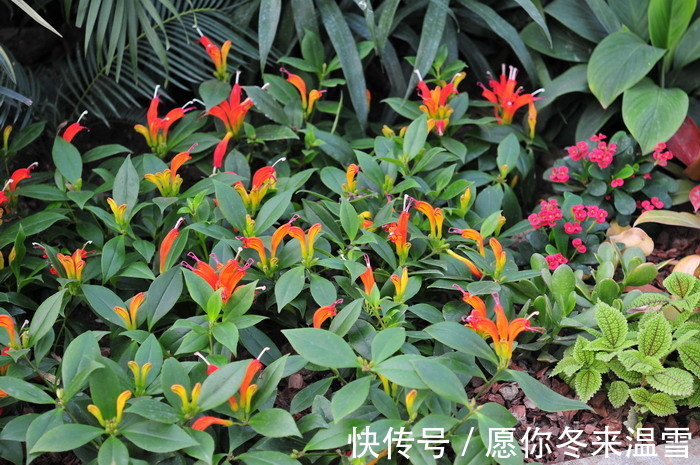 此花花朵宛如口红一般,别具一番雅趣,寓意着花美一时你美一世