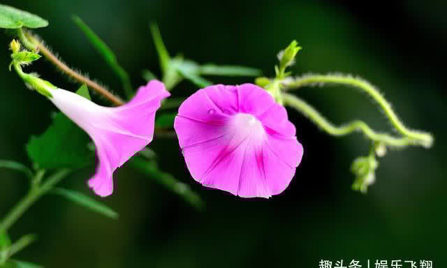 摩羯座|预计下周,缘分桃花结实累累,往后余生绝不辜负爱情的4大星座