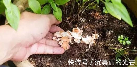 秋季养花草，用鸡蛋黄、蛋壳补充营养动手前需这样处理