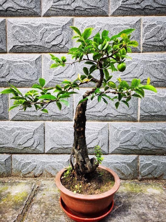 这5种绿植，一看就很有“富贵相”，放家里很养眼，寓意也很好