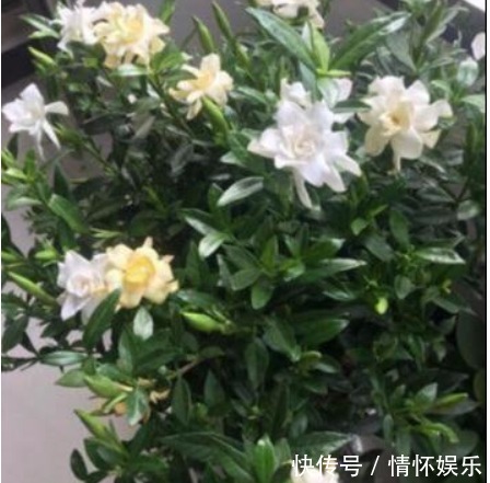 修剪|栀子花不会养喂个“药”，叶绿花又大，一开100朵！