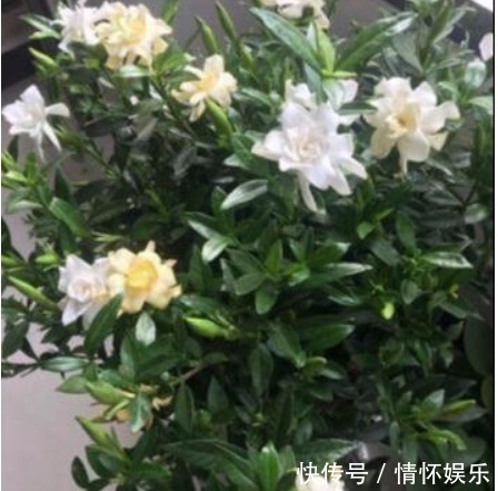 栀子花不会养喂个“药”,叶绿花又大,一开100朵!