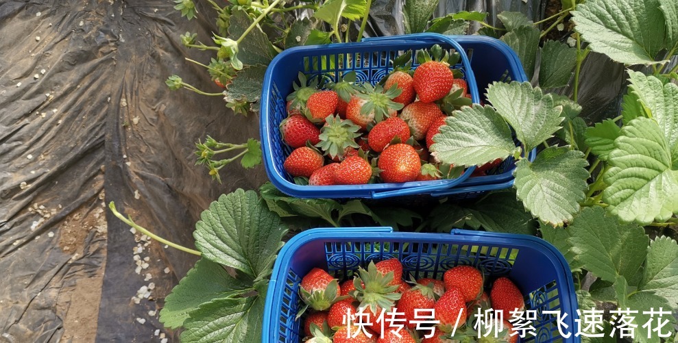农药|你会挑选好草莓么,知道这些窍门么!