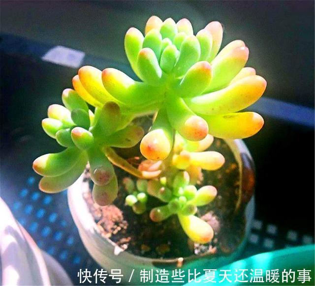 多肉乙女心养护新方法,化整为零,养成果冻色大老桩