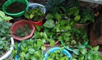 莳萝|爱吃“油”的盆栽,你知道是什么吗只需喝2滴,1年养出百十盆