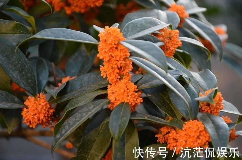 桂花苗|桂花的叶芽和花芽长啥样,养好几年的桂花不开花怎么办只需2点