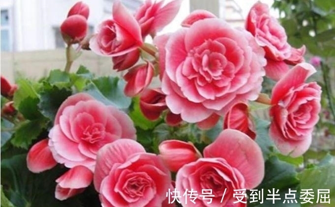 此款花卉便宜又好养,不闻不问,花开爆盆美如花,枝头窜满花苞