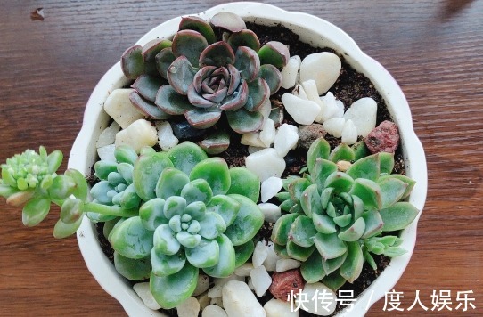 多肉买回来就直接浇水教你4个小窍门,保证多肉成活快长势好