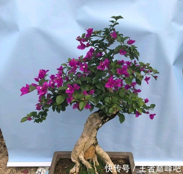 有花苞的三角梅枝条太细怎么增粗不要短截,只需多次摘心小造型!