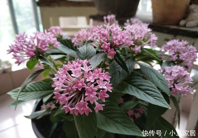  开花|室内养花选“繁星花”吧，好养易打理，叶色终年常绿，四季有花赏