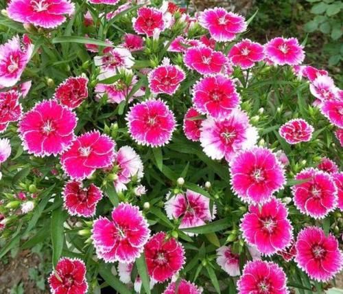 4种花全年都开花，养在阳台特合适，花开不断，还能旺财！