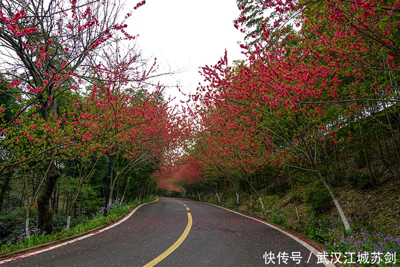 灼灼碧桃艳春色、花乡茶谷春满园