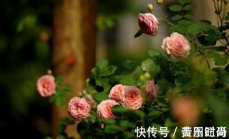 花园|荒废多年的80㎡小院,2年半时间打造成下沉式花园,太漂亮了!