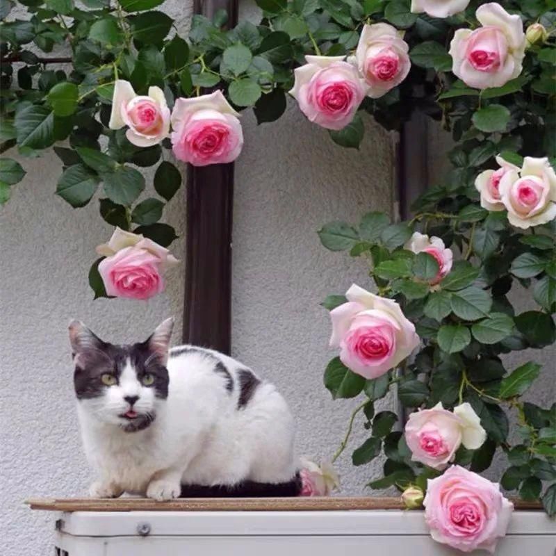 等我老了以后,找个小院陪你养花种菜!