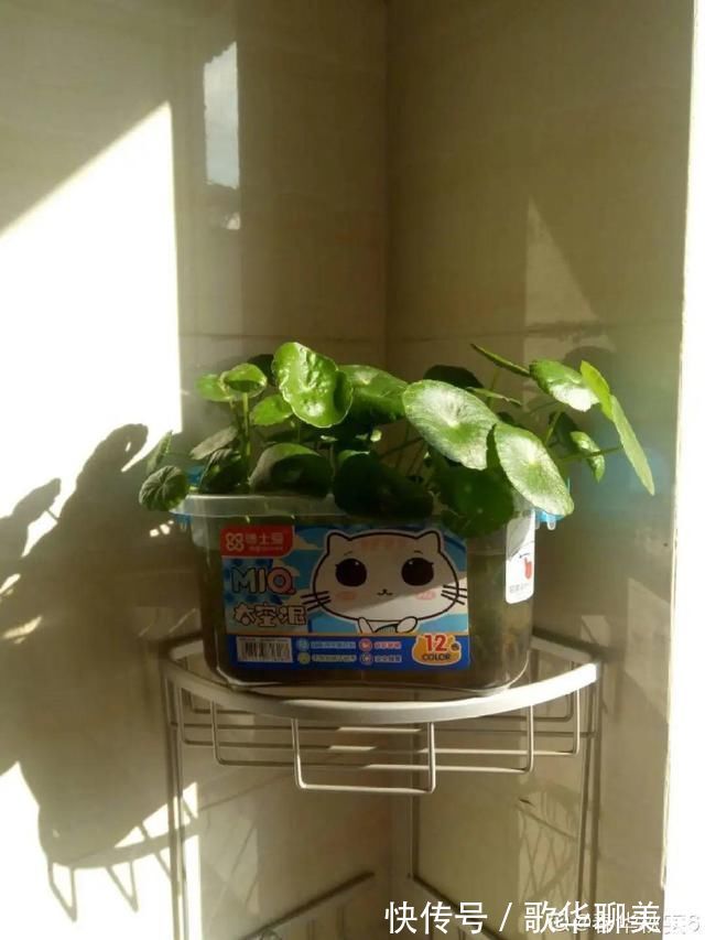 夏天养花,这个地方千万别摆,否则3天死翘翘