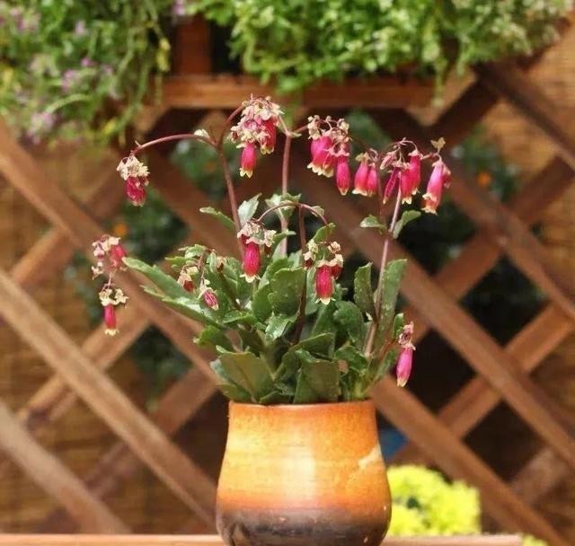 做好|12月养宫灯长寿花,做好这几点,枝头挂满红灯笼,漂亮又喜庆!