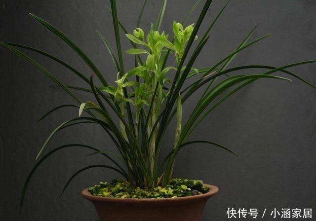 环境中|冬天养兰花,遇到几种情况,不要给它喷水!