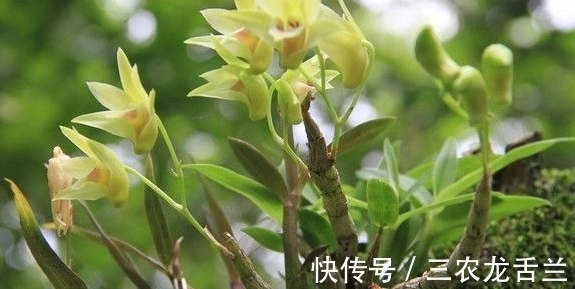 野草|农村一种不起眼的野草，以前经常拿来喂猪，现在要上千块一斤