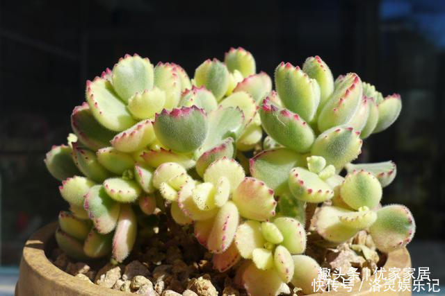 品种|以胖为美的12款漂亮多肉,很多都是大普货,喜欢养多肉的你养了吗