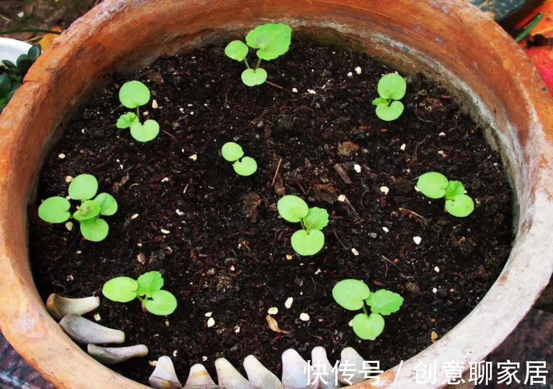 凤仙花|10种花开完不要剪,等20天之后,1盆变多盆