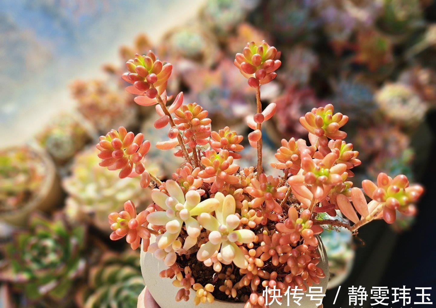 想把多肉养成悬崖桩，满足“三要求”，遇水疯长，爆崽一堆小崽