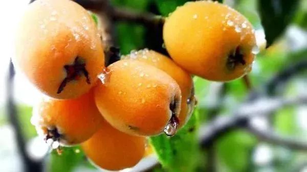 好吃|热量低又好吃的水果,减肥吃再好不过,减肥党来看!