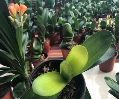 含水量|她用一斤“芝麻”把君子兰养得如“杂草”,叶、花“窜”不停!