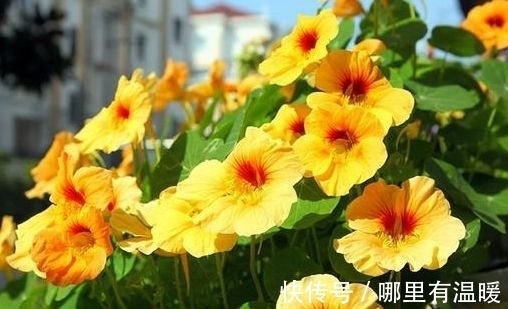 农历十一月大雪后,养什么花?家里养3种花,三阳开泰财源广进