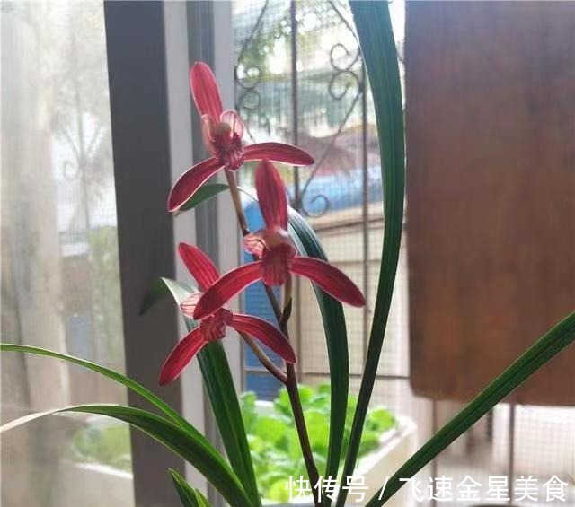 花色|别养牡丹茶花了,此兰一年能开四五次,花姿优美,开花就能香满屋!