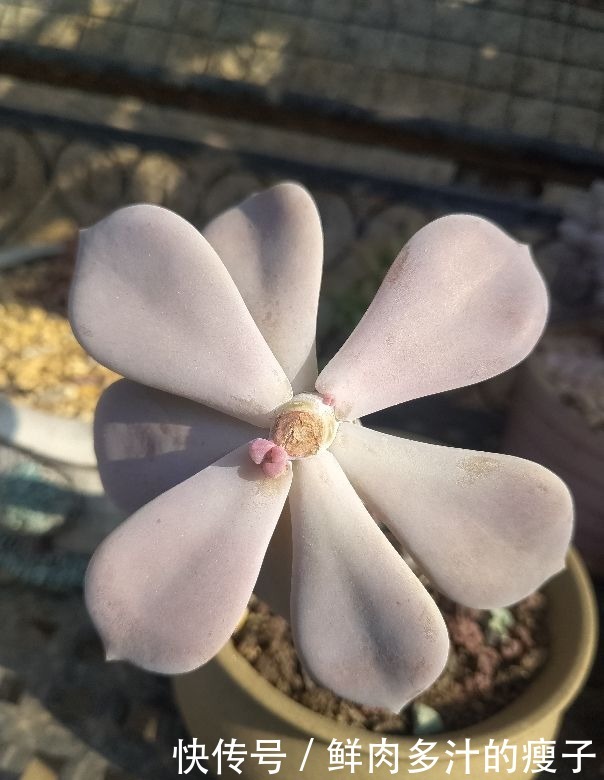 养多肉该不该砍头,什么时候砍头合适?