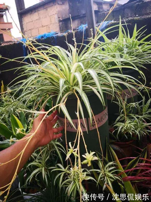 4种养花“神仙水”，夏天高温也能用，不烧苗，花儿长得旺！