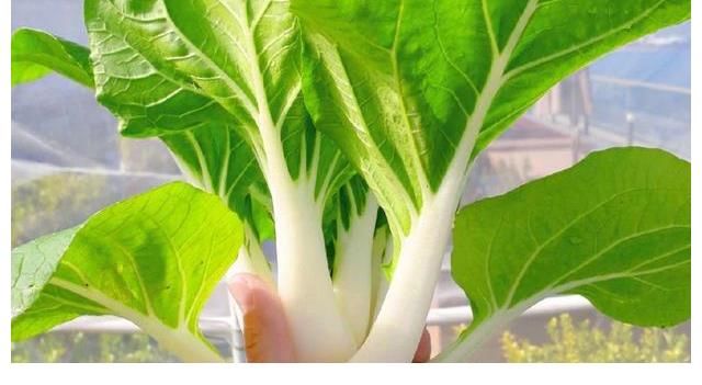 美食|王祖藍可真行，“做飯、種菜”樣樣都會，看他曬的美食，可真饞人