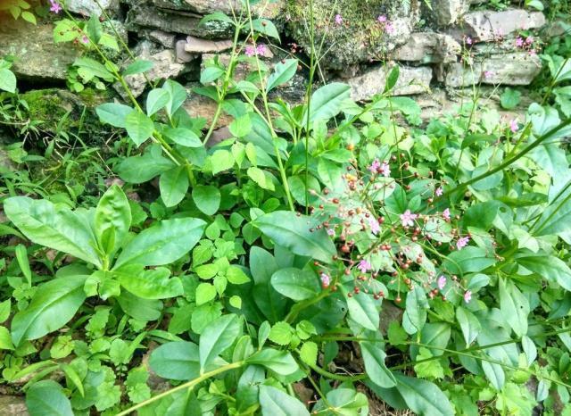 农村一种植物人称“紫人参”价值大,若您见到采摘叶子就行别挖根