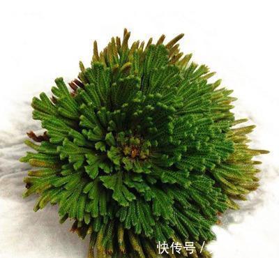 干旱|3种“野草”，挖回家里做“盆景”，价格飙升，仿古大气，别错过