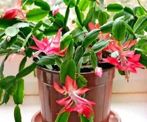 摆放|家养蟹爪兰摆放有讲究，学会这几个小技巧，轻松花开爆满盆