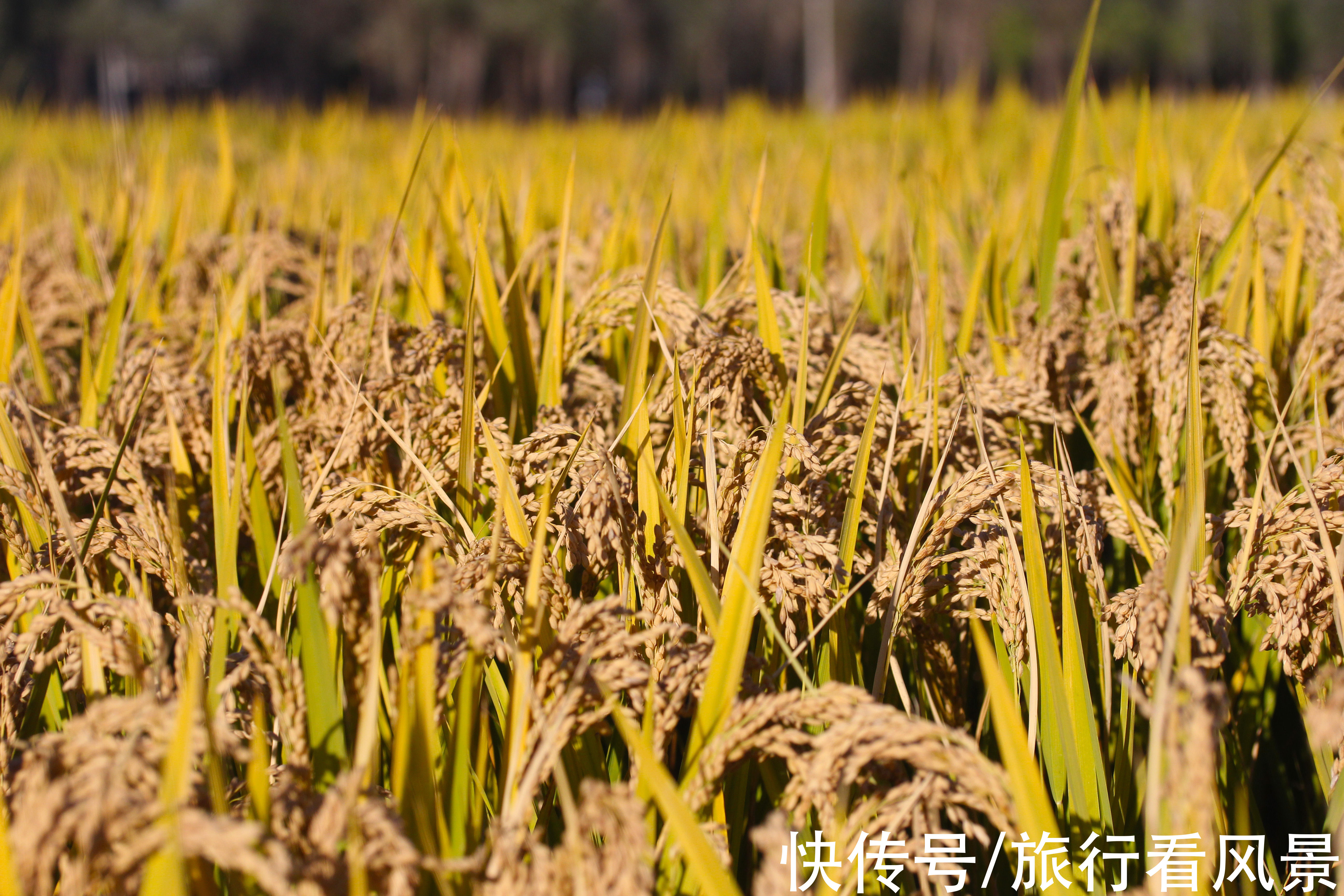 停车场|北京秋日好风光，千亩稻田等您打卡，门票停车都免费