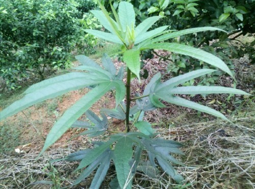 风湿痹痛|农村一种树,人称“土人参”,根部价值极为珍贵,遇见请珍惜