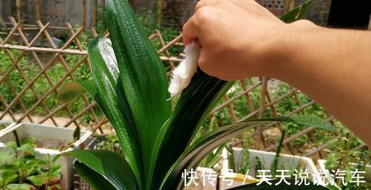 养君子兰,只需一个小方法,叶片肥厚,花苞开完一茬又一茬