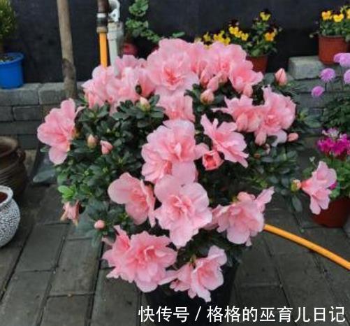 适合不同月份的12种花,颜值高好养护,轻松爆花惹人爱,值得拥有