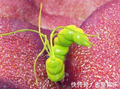 生姜|幽门螺杆菌“纠缠不休”多吃3种食物,或许杀菌消炎,远离胃病