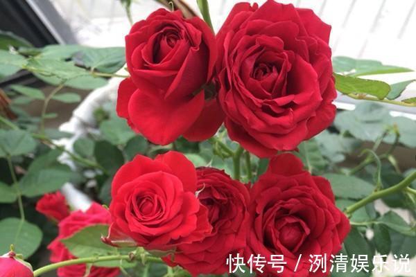 月季|月季——永远的莫斯科，红的如此惊艳，比玫瑰都美！适合阳台养。