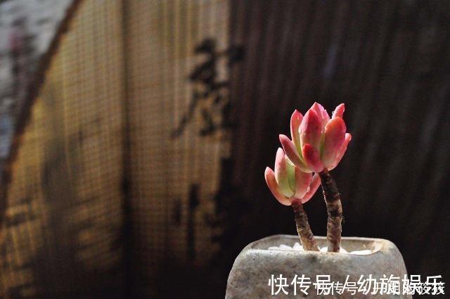 金刚经@开悟的人最可怕,人生至高境界,全在《金刚经》这三句话中!