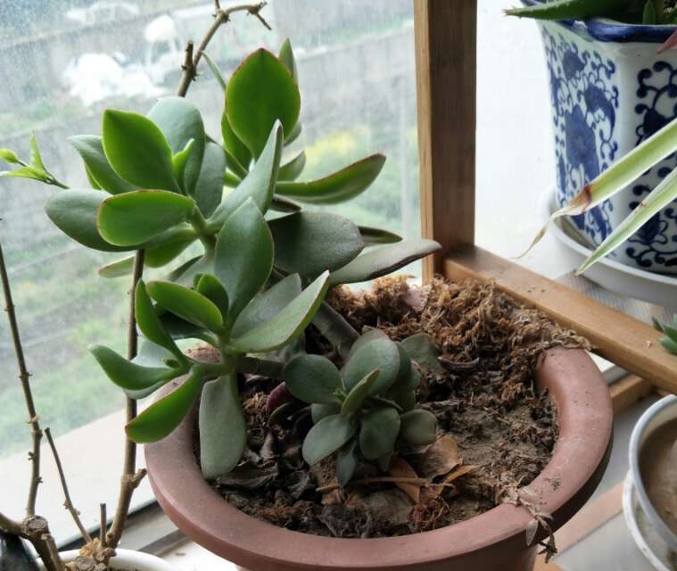 养花|园艺新人养花,室内搁2盆玉树,漂亮又上档次,寿命长达几十年