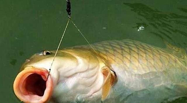 钓鱼时到底该不该露钩别争论了，实践才能出真知