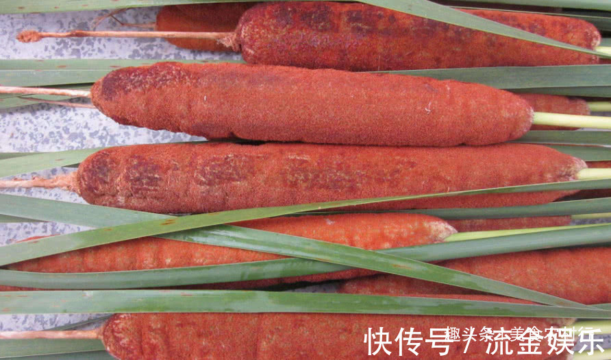 好药材|河边一种像“香肠”的野草,小孩常摘去玩,殊不知珍贵是好药材